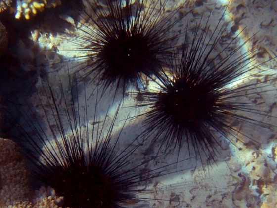 Instalacja - Jeowiec